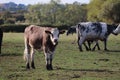 Multi coloured cows feeding on hay and messing up the muddy farm field Royalty Free Stock Photo